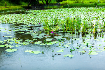 Beautiful  Da Helian lotus in new taipei  taiwan