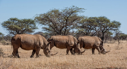 White Rhinoceros Group
