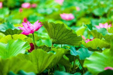 Beautiful  Da Helian lotus in new taipei  taiwan