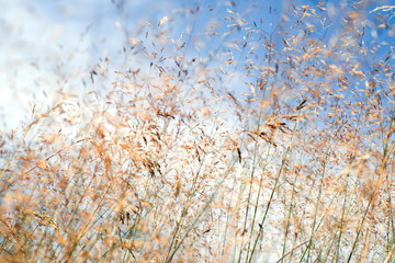 Grass blooms against the background of the sky, soft focus.Gentle background. Dry grass field.