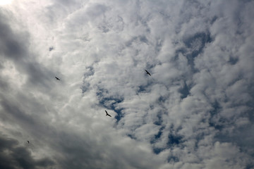 Ptaki na tle pochmurnego nieba
