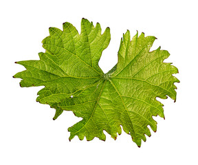 Grape leaf isolated on white background with clipping path