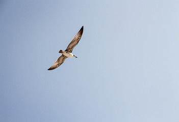 Flying seagulls in sky.