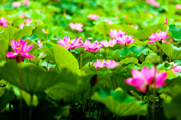Beautiful  Da Helian lotus in new taipei  taiwan