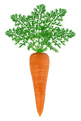 Carrot, isolated on white background. The selected path.