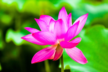 Beautiful  Da Helian lotus in new taipei  taiwan