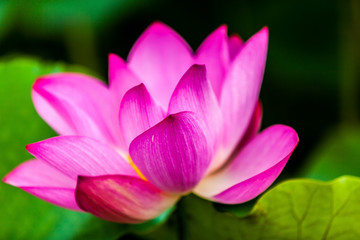 Beautiful  Da Helian lotus in new taipei  taiwan