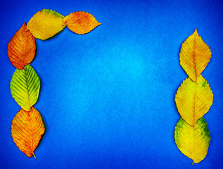 Autumn multicolored leaves on a blue background in geometric form are stacked. copy space