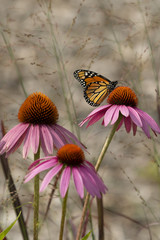 Butterfly on a flower