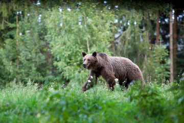 Fototapeta premium brown bear in its natural habitat