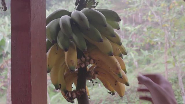  mano cogiendo un banano o pl&aacute;tano maduro