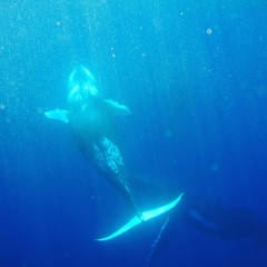 Ocean whales