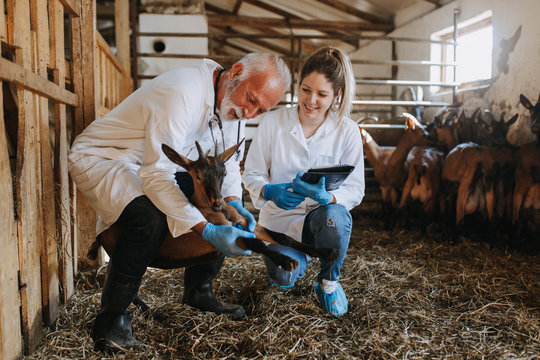 Man and woman veterinarians at large goat farm checking goats's health.