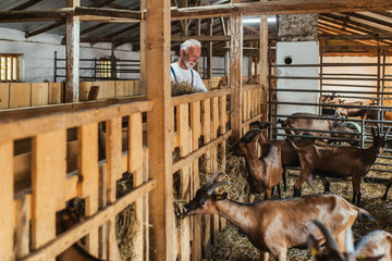 Happy senior farmer feeding goats at large goat farm. © hedgehog94