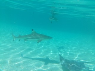 Plongée Tahiti