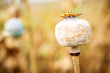 poppy head in poppy field