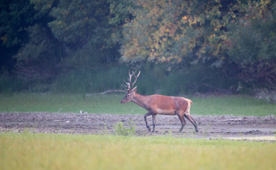 Red deer in forest