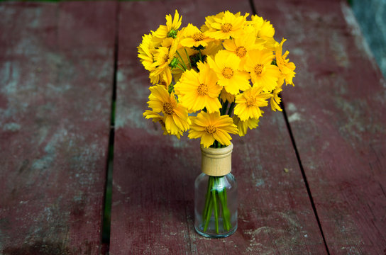 Fototapeta Bright yellow bouquet of Koreopsis