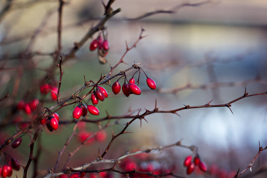 Berries of barberry. Barberry on the branch. Barberry in frost on branches.