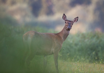 Red deer hind in forest