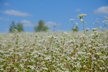 Close up of white blooming flowers of buckwheat(fagopyrum) growing in agricultural field on a background of blue sky