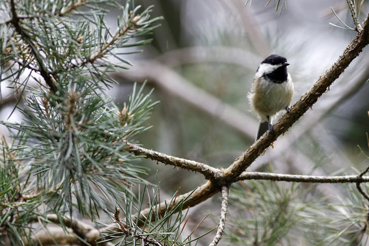 m&eacute;sange &agrave; t&ecirc;te noire