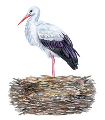 Stork in a nest isolated on white background. Watercolor. Template. Close-up. Clip art. Hand drawn