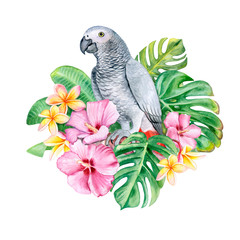 Parrot  Red-tailed Jaco in tropical plants on a white background.Tropical flowers Frangipani, Plumeria, hibiscus, monstera. Watercolor. Illustration. Template. Hand drawn. Close-up. Clip art.