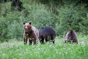 Fototapeta na wymiar brown bear in its natural habitat