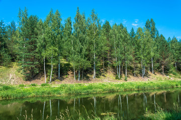 White trunks of birches are reflected in water.