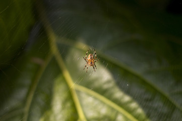 Pająk w swojej pajęczej sieci, owad w środowisku naturalnym, insekt, fotografia makro