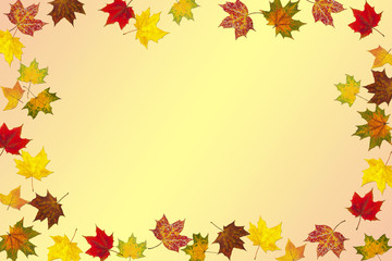 Autumn maple leaves with different colors