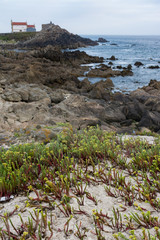 Coast plants and the Boa viewpoint