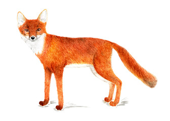 American corsac. American fox. Watercolor illustration.
American corsac, one of the species foxes. Illustration for a book about animals, for printing on fabrics, in magazines, etc.
