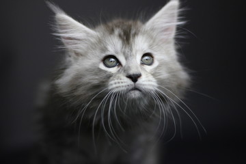 Fototapeta na wymiar Adorable Maine Coon Kitten with Green Eyes
