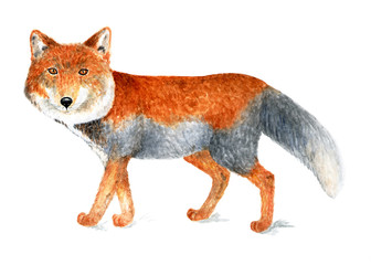 Tibetan fox. Watercolor illustration.
Tibetan fox is the smallest representative of the genus Fox. Illustration for a book about animals, for printing on fabrics, in magazines, etc.