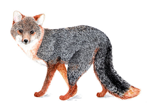 Gray fox. Watercolor illustration.
Gray fox, wood fox. A kind family of wolves that live in North and Central America and in the far North of South America.  Illustration for a book about animals.