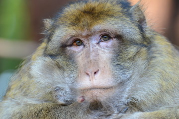 Berberaffe