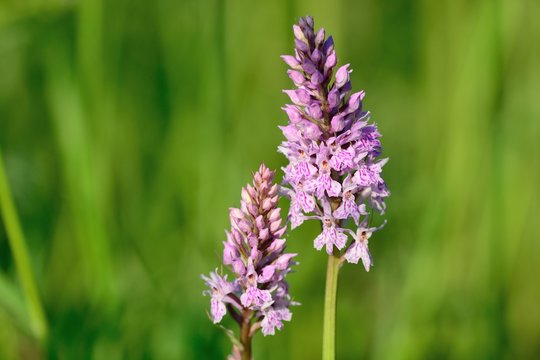 Common Spotted Orchids (Dactylorhiza) In Bloom