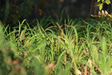 Green grass background