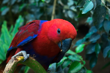 red exotic parrot