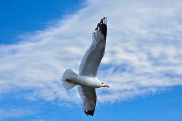 Common gull flying freely under a blue sky on a summer day