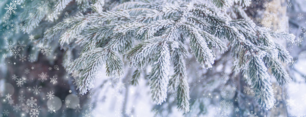 Fir branch on snow, Christmas winter postcard concept