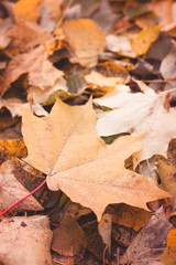 Background with yellow toned maple leaves, selective focus