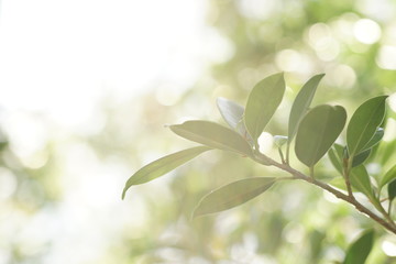 Fototapeta na wymiar green leafs background.evergreen background.Advantage of rainy season