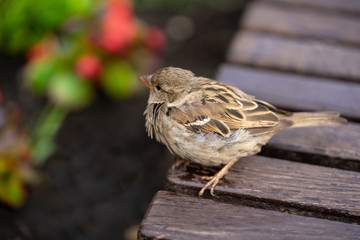Young sparrow summer sitting on a bench