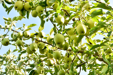 Apples on the tree. Good fruit harvest.