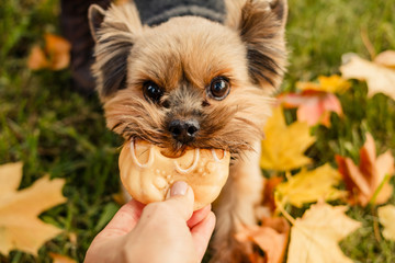 Yorkshire terrier waiting for a toy bone. Owner's hand giving dog a toy.Cute puppy has fun outdoor. Happy dog walking and playing with toy on lawn, autumn park and sunny warm weather