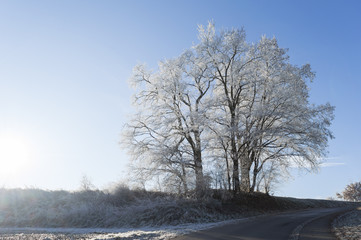 Obraz na płótnie Canvas Winterlicher Baum in Schneelandschaft