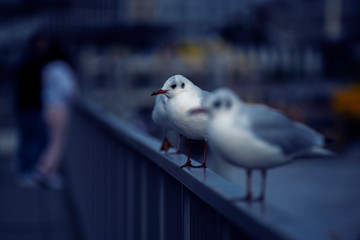 Seagulls in the evening